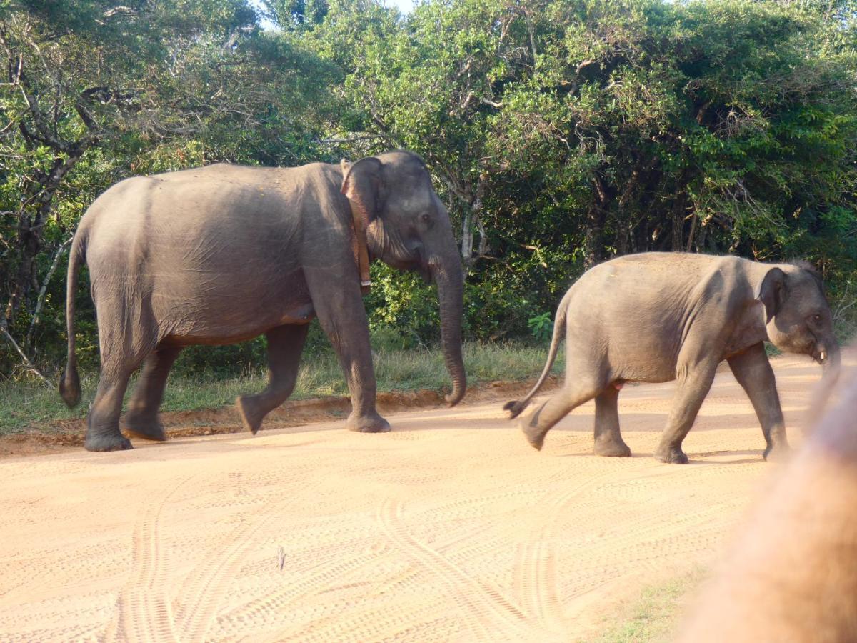 Lavender Home Yala Safari 蒂瑟默哈拉默 外观 照片